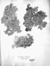 Lobaria virens image